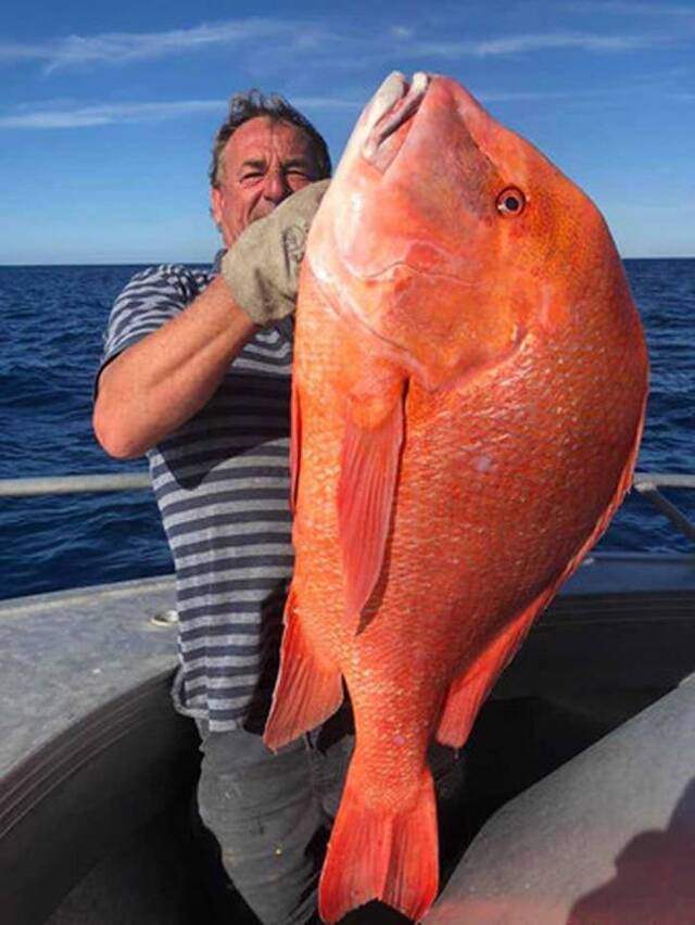 澳洲男子Ed Falconer在昆士兰彩虹海滩附近钓到身长104公分巨大怪鱼——川纹笛鲷