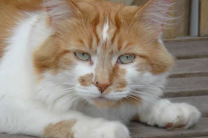《吉尼斯世界纪录》世界最年长猫科动物：英国缅因猫Rubble相当于人类150岁