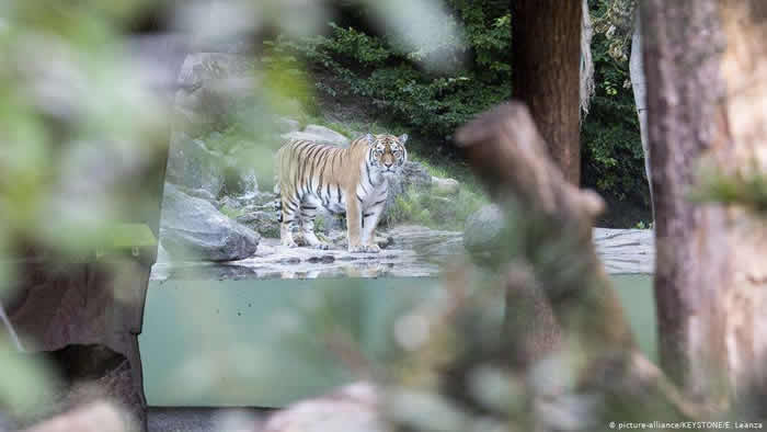 瑞士苏黎世动物园（Zurich Zoo）的5岁西伯利亚虎伊莉娜（Irina）攻击饲育员致死。图为园区内另一只西伯利亚虎萨扬（Sayan）事后出现在被封锁的围栏区