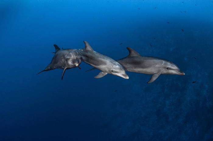 在法属玻里尼西亚伦吉拉海峡（RangiroaChannel）狩猎的瓶鼻海豚。这种海洋哺乳动物会使用两种工具来找食物，这在自然界是很少见的行为。PHOTOG