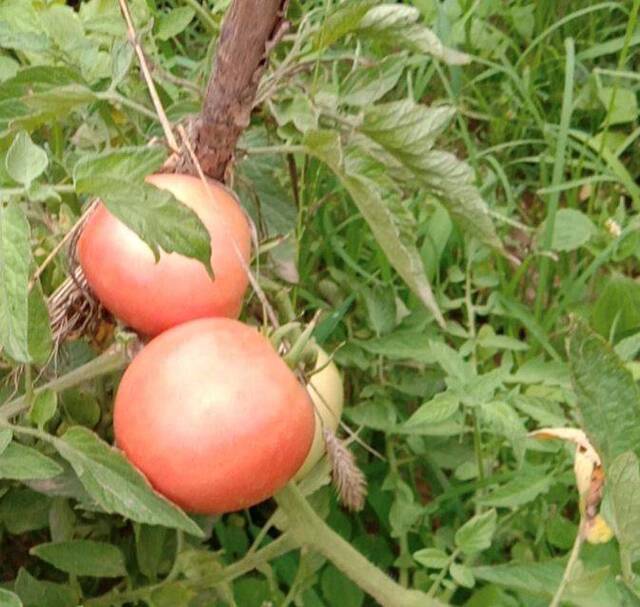 今夏京郊天气较干旱 菜农自制“辣椒水”防虫