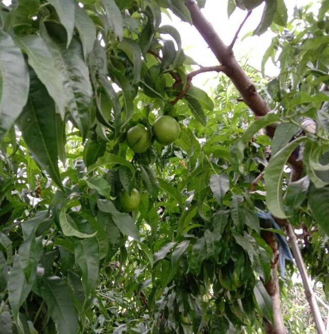 今夏京郊天气较干旱 菜农自制“辣椒水”防虫