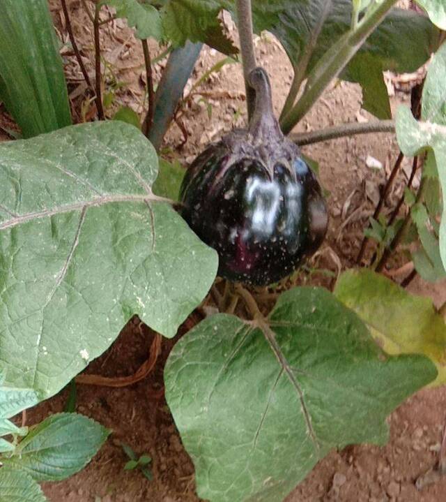 今夏京郊天气较干旱 菜农自制“辣椒水”防虫