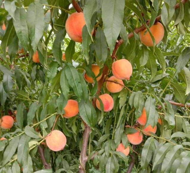 今夏京郊天气较干旱 菜农自制“辣椒水”防虫