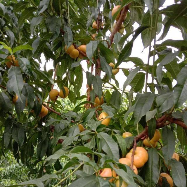 今夏京郊天气较干旱 菜农自制“辣椒水”防虫