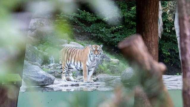 惨剧！欧洲一家动物园饲养员被老虎咬死，吓坏游客
