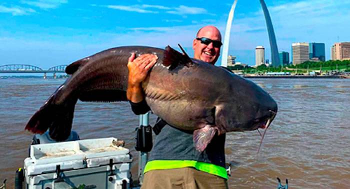 美国密苏里州圣路易斯市两名钓鱼爱好者合力将重达50.8公斤蓝鲶鱼从密西西比河中捞出
