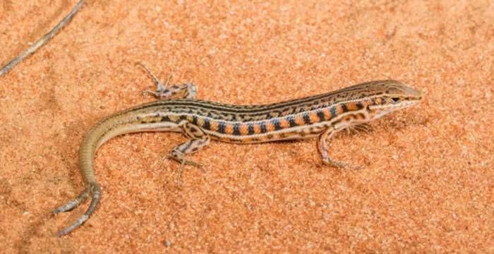 美国新墨西哥州Manzanita山脉发现三条尾巴的蜥蜴科学家研究多尾蜥蜴在野外的普遍性