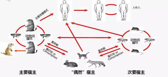 鼠疫传播方式（图片来源：生命时报）