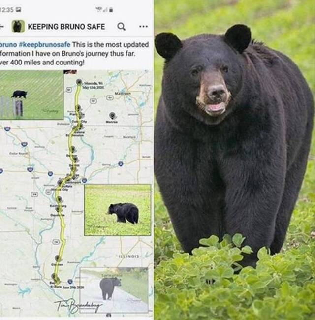 美国一头黑熊跨越3州640公里求爱始终一无所获