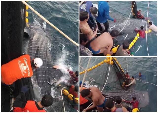 3条鲸鲨困鱼网泰国沙敦府渔民合力拯救重获自由
