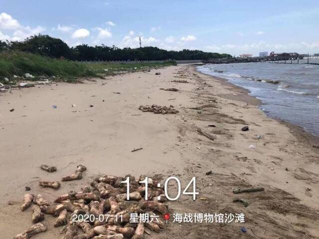 东莞虎门大桥附近海滩现万只猪蹄 公安等多部门介入