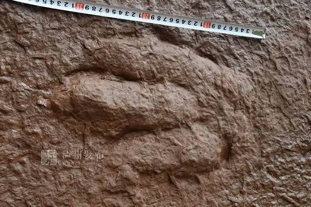 四川泸州古蔺村民清理河道发现神秘脚印化石专家：或为白垩纪中期实雷龙足迹
