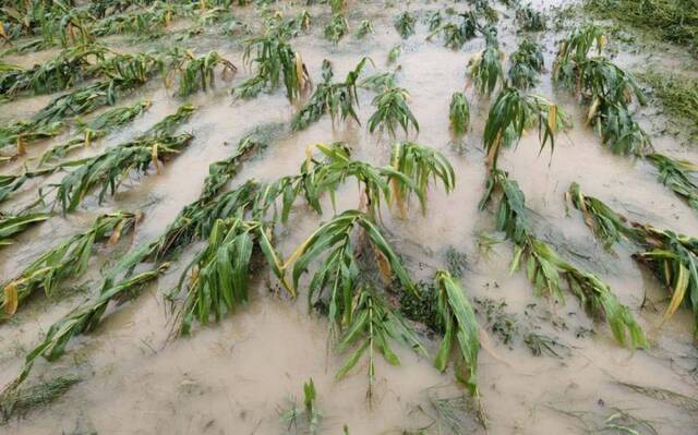 被淹的农田。休宁县融媒体中心供图