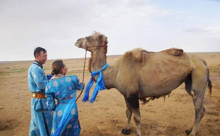 内蒙古巴彦淖尔市老骆驼被卖跋涉100公里全身伤回家主人感动买回：再也不卖