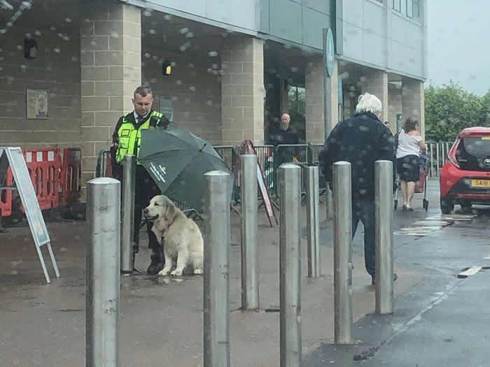 英国连锁莫里森超市门外黄金猎犬固执冒雨等主人警卫为它撑伞自己淋雨