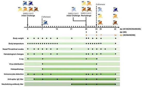 我科研人员发现，新冠感染恒河猴康复后短期内不会再次感染