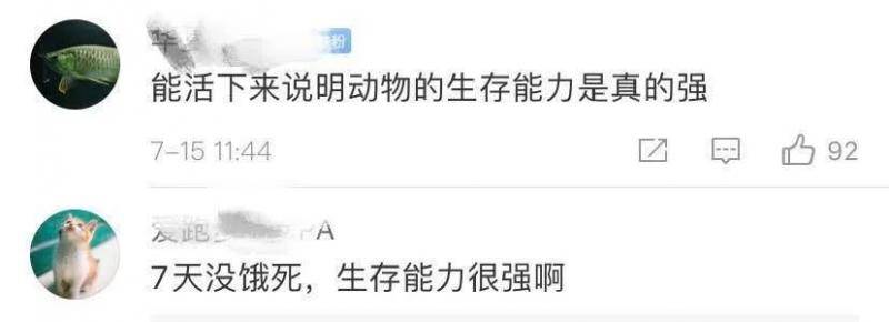 “鸡坚强”在洪水中的树枝上守望了7天，网友：可见会游泳的重要性