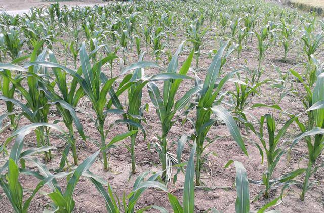 今年雨水多，玉米容易旺长，什么时候控旺好？如何控旺？