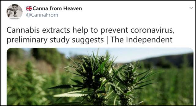 著名加媒官推转发“大麻提取物有助于防治新冠病毒感染肺部”，链接竟来自大麻推广网站