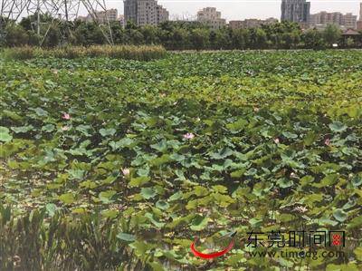 东莞夏日赏荷地图来了，快约上小伙伴周末去打卡