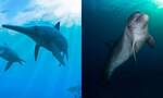 地球生物进化史上著名的“复制物种”实例：海豚和鱼龙进化机制相同