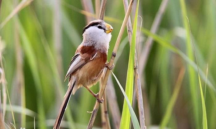 河北省武强县天平沟发现“鸟中大熊猫”震旦鸦雀Paradoxornis heudei