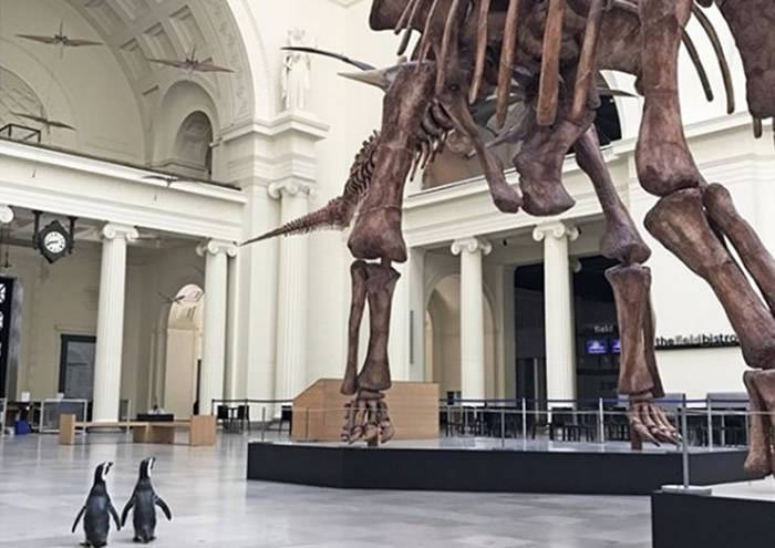 美国芝加哥谢德水族馆2只麦哲伦企鹅到访菲尔德自然史博物馆傻头傻脑参观恐龙化石