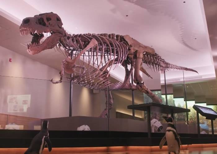 美国芝加哥谢德水族馆2只麦哲伦企鹅到访菲尔德自然史博物馆傻头傻脑参观恐龙化石