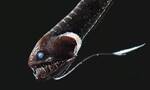 《Current Biology》杂志：深海终极伪装者 超黑鱼能吸收走99.5%照射到其身上的光线