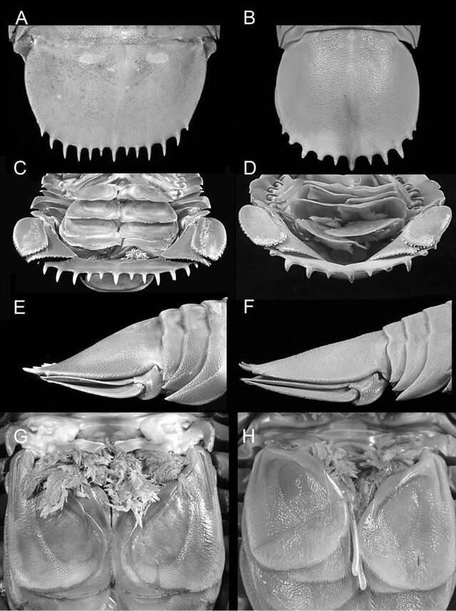 印度尼西亚西爪哇岛附近沿海发现新物种“海蟑螂”Bathynomus raksasa