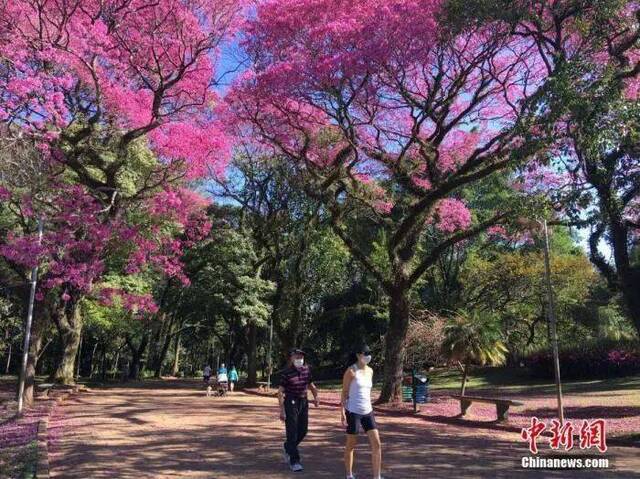 资料图：当地时间7月13日，在巴西圣保罗，民众在市内最大的伊比拉普埃拉公园散步休闲。中新社记者莫成雄摄