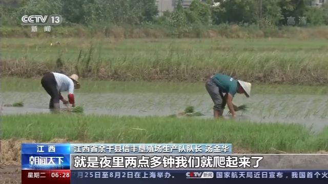 防汛抢种两不误 江西余干抢种水稻超24万亩