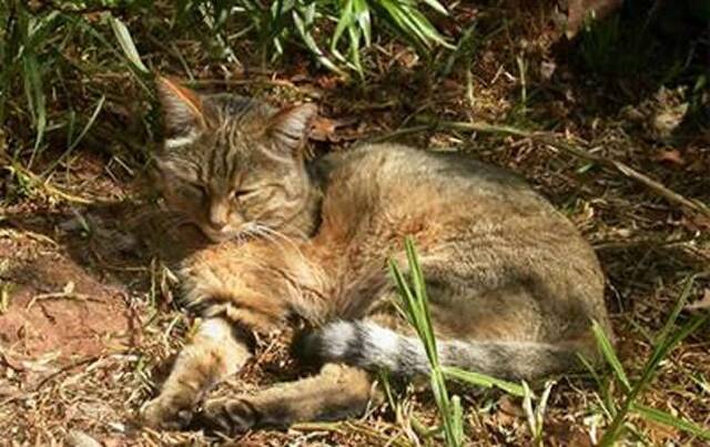 欧洲发现有7000年历史的家猫祖先——近东野猫遗骸为猫的演化故事再添波折