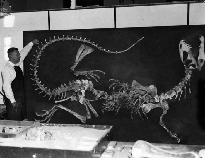 1950年代早期，沃恩.兰斯顿（Wann Langston， Jr.）于加州大学柏克莱分校督导第一副双脊龙骨骸的重建工作。 TEXAS VERTEBRATE