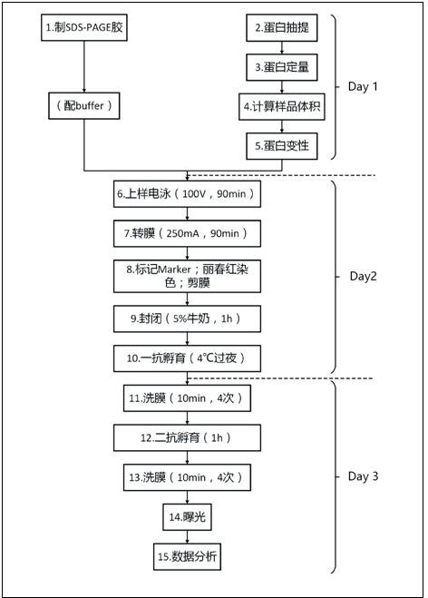 Western Blot实验流程（Day 1可由实验室管理人员准备，重点是Day2，持续时间很长）