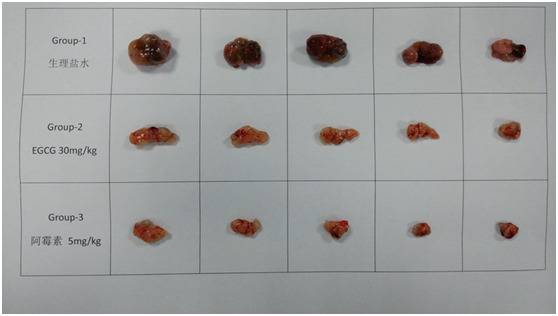 该实验取出的白鼠肿瘤体