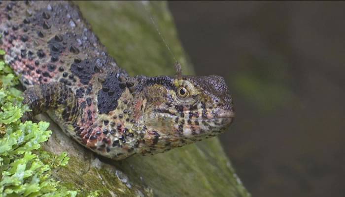 和恐龙同时代的鳄蜥凭什么安然度过6500万年前生物大灭绝