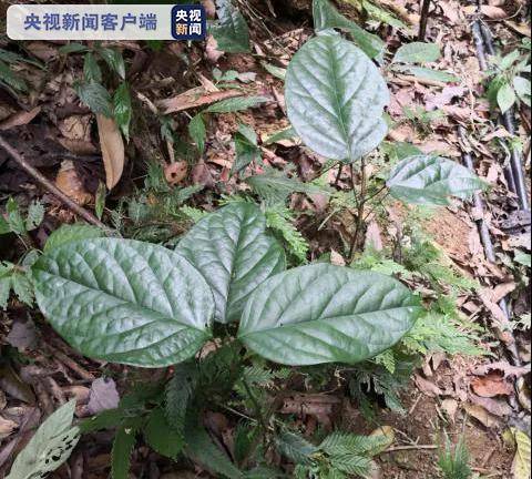 云南金平首次发现濒临灭绝物种藤枣 中国仅此1属1种