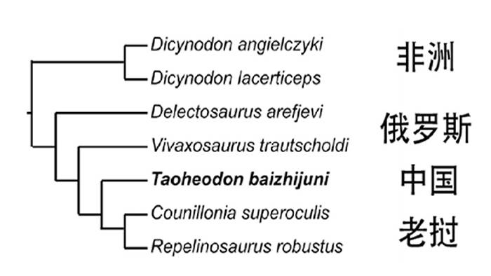 系统发育简图显示核心二齿兽类一支的关系（刘俊供图）