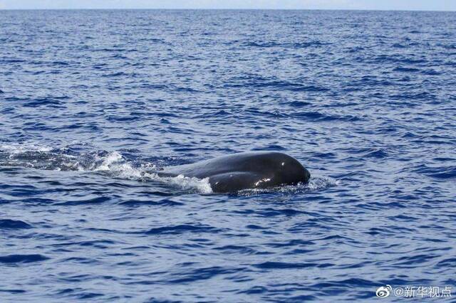 连续两次！科研人员在南海发现抹香鲸群体图