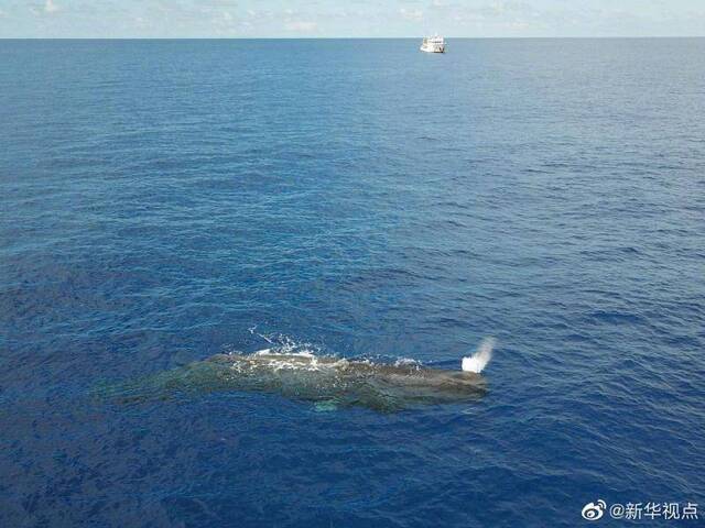 连续两次！科研人员在南海发现抹香鲸群体图
