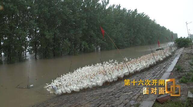 他们将种地称为“闯”探访王家坝开闸后的蒙洼蓄洪区