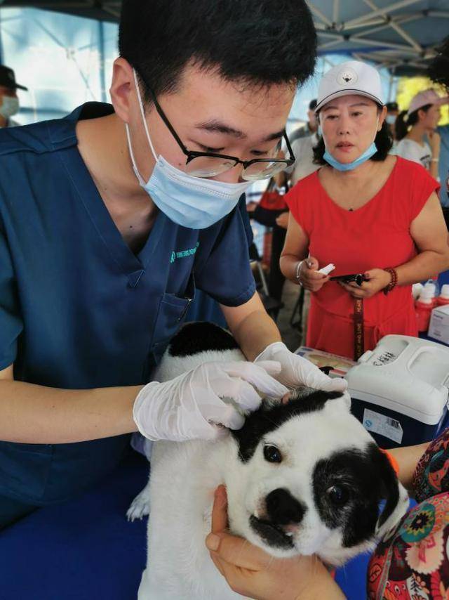 工作人员在为犬只植入芯片。