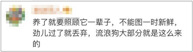 狗狗未植入芯片将被视为无证养犬？网友吵翻了