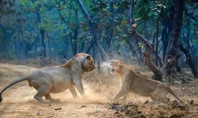 印度两只狮子发生激烈争吵 游客汽车上观看罕见场面