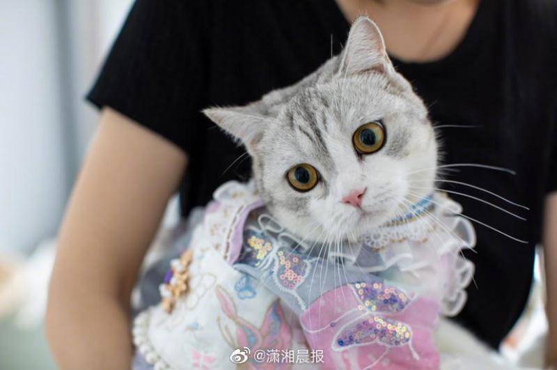 湖南90后女孩辞职给猫做汉服月收入超7万