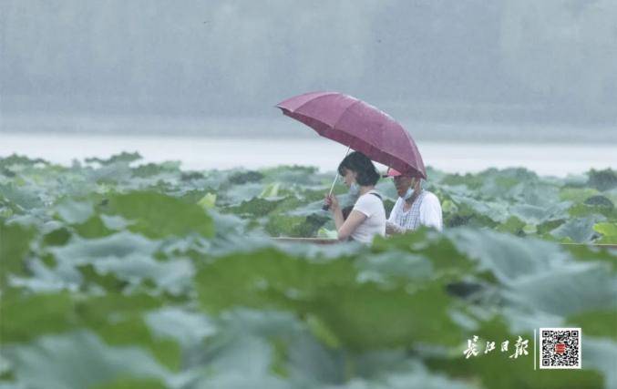 7月26日，武汉小到中雨。长江日报记者金思柳摄