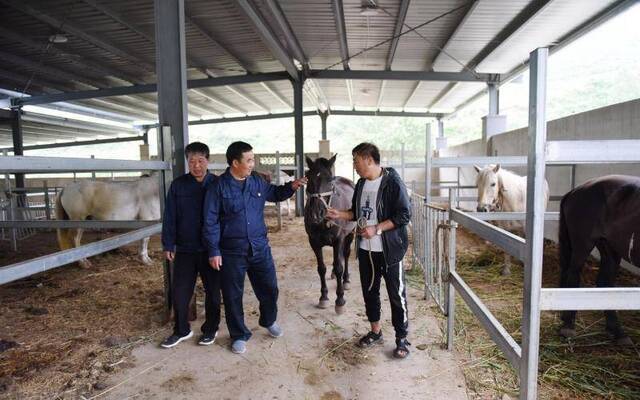 空中草原边贫困村的改变从海拔1500米的马场通电开始