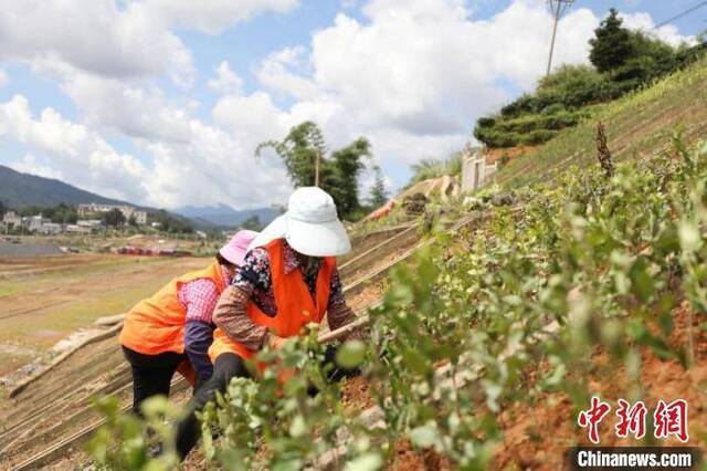 图为工人为中老铁路中国段边坡种上绿植。